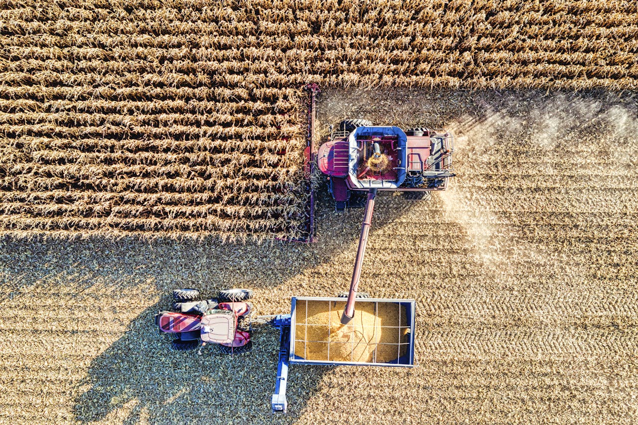 Drone capture of harvesting machinery working on cornfield with ripe crops, showcasing modern agriculture.