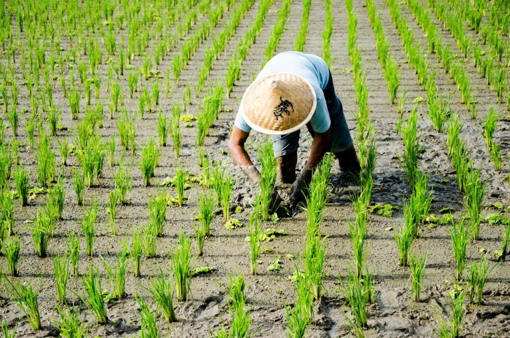 A farmer tends to rice plants in a green paddy field in Gianyar, Bali.