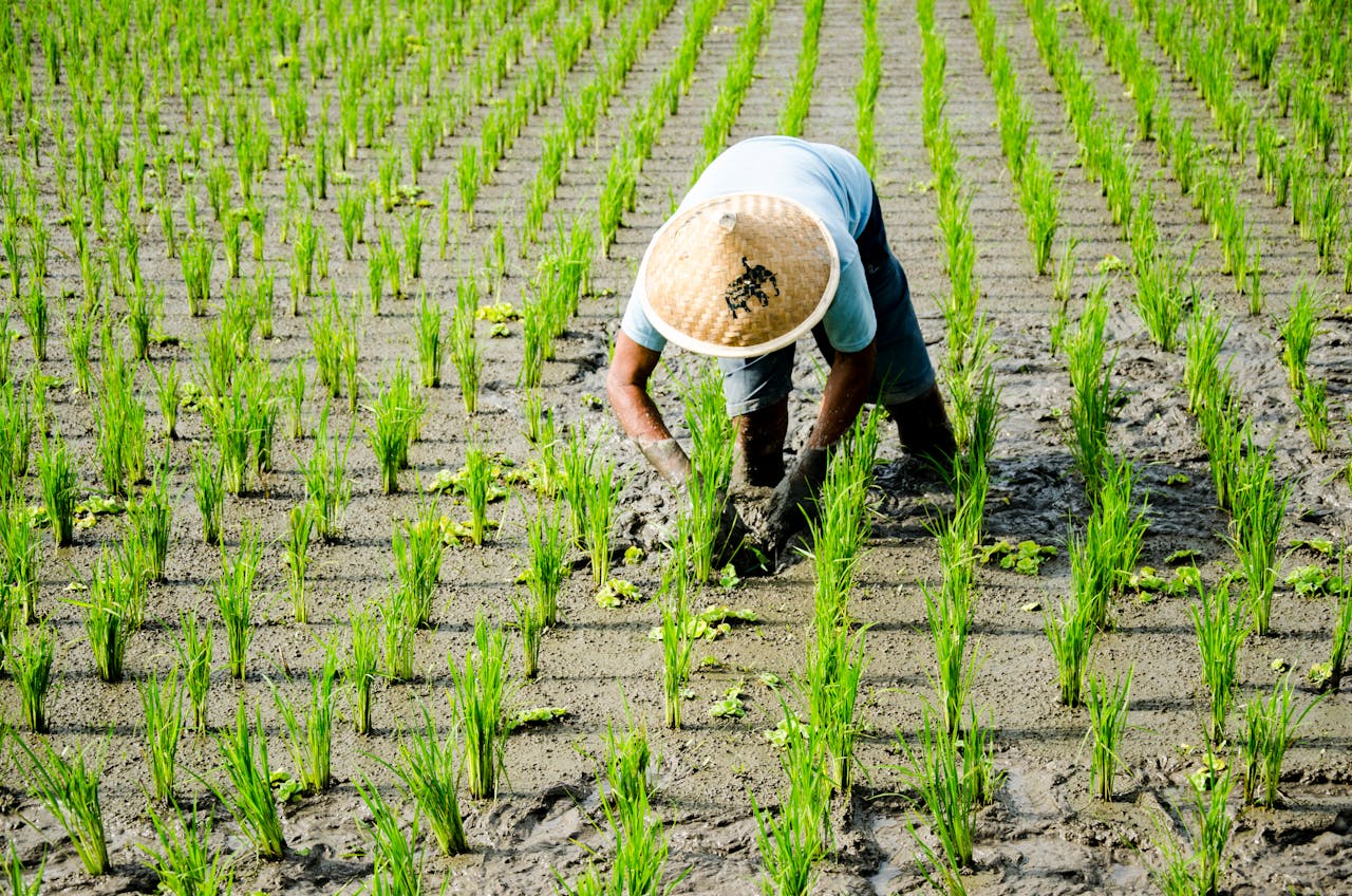 A farmer tends to rice plants in a green paddy field in Gianyar, Bali.