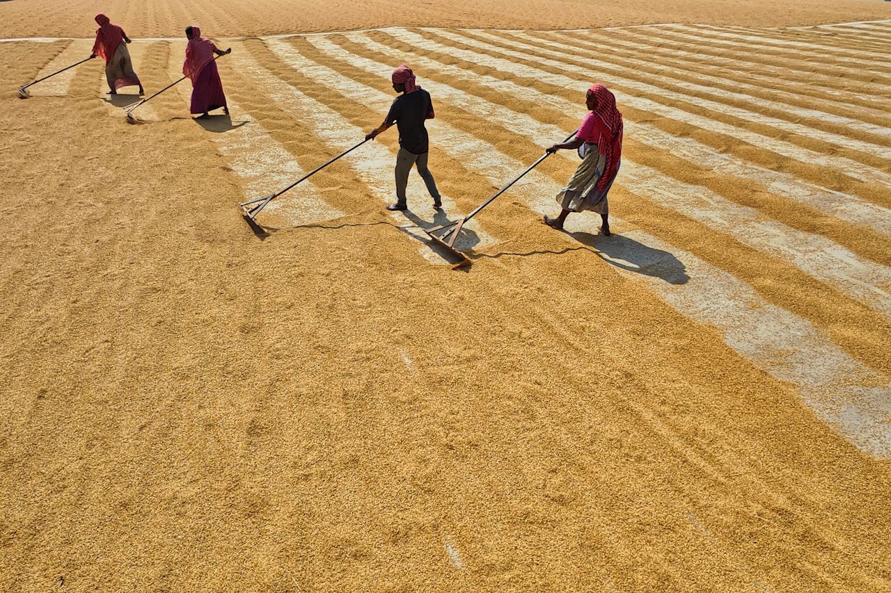 Farmers spreading rice to dry under sunlight in a rural Indian village.