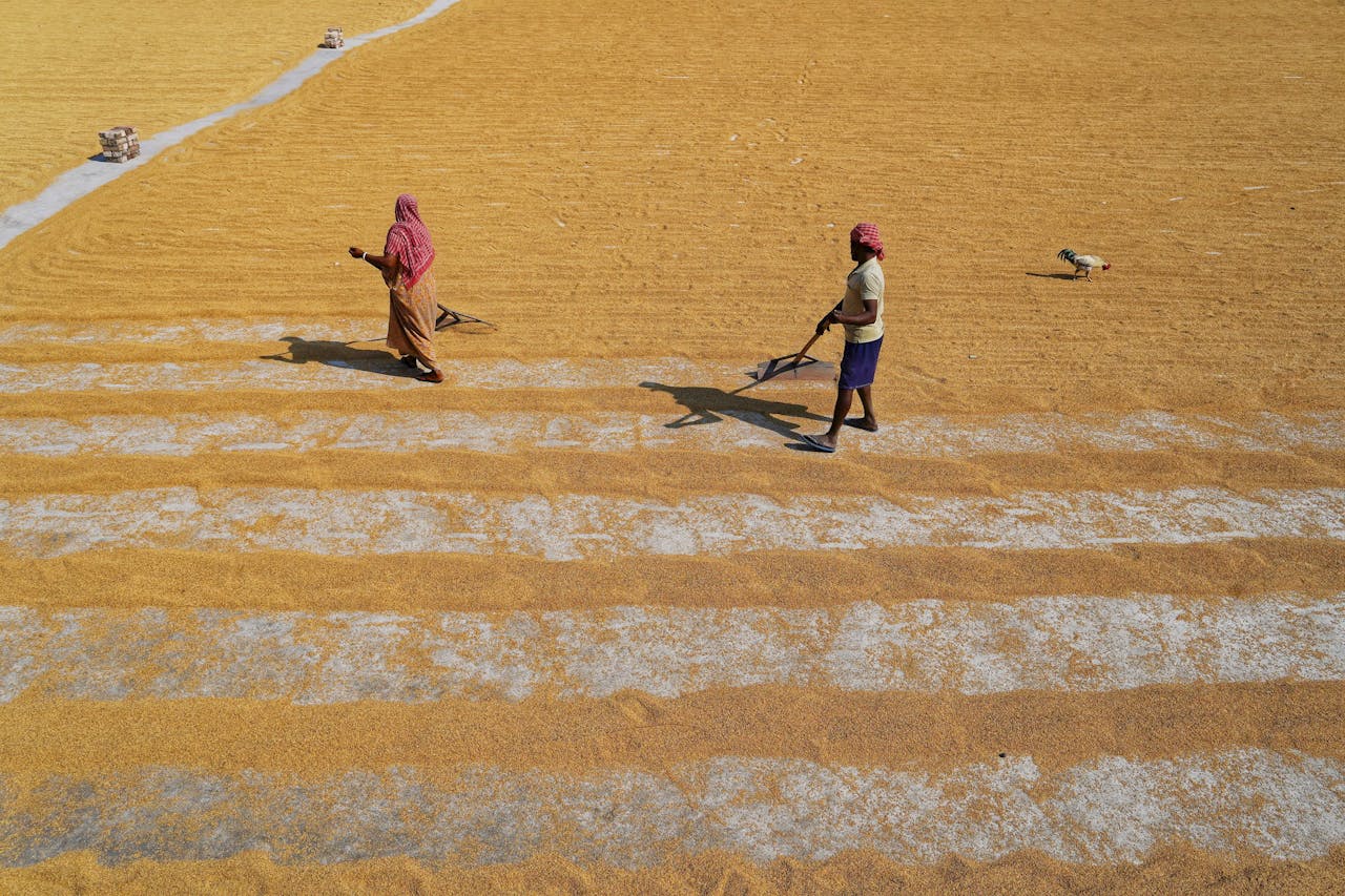 Two farmers working in a paddy drying yard in Habra, India, with a rooster nearby.
