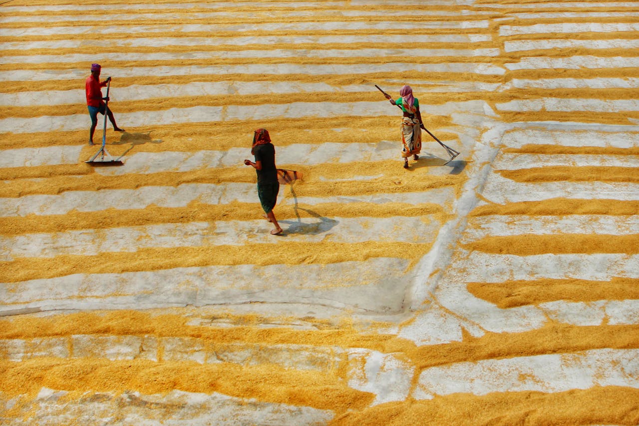 Workers harvesting rice in Habra, India, showcasing traditional farming techniques.