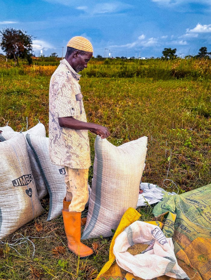 African farmer packing sacks of rice in a field in Kaduna, Nigeria.