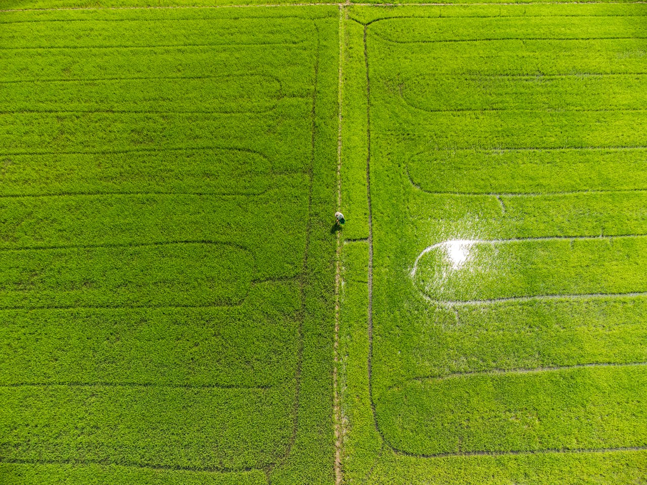 Aerial view showcasing vibrant green rice fields in Vũng Tàu, Vietnam, with a lone farmer tending the crops.