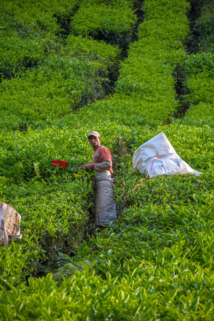 A tea picker works amidst lush green tea plantations in Cameron Highlands, Malaysia.