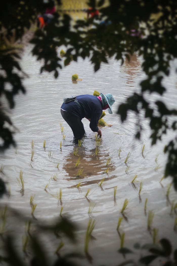 A farmer bent over planting rice seedlings in a flooded paddy field, captured from behind with leafy framing.