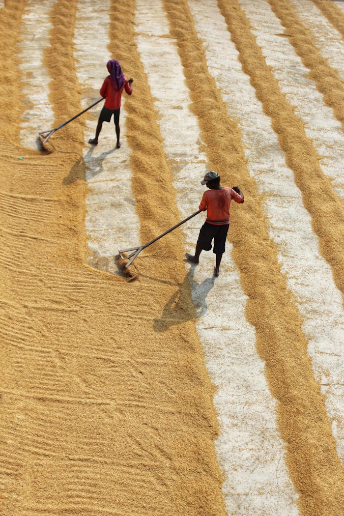 Workers raking rice in the sun, showcasing traditional farming methods in India.